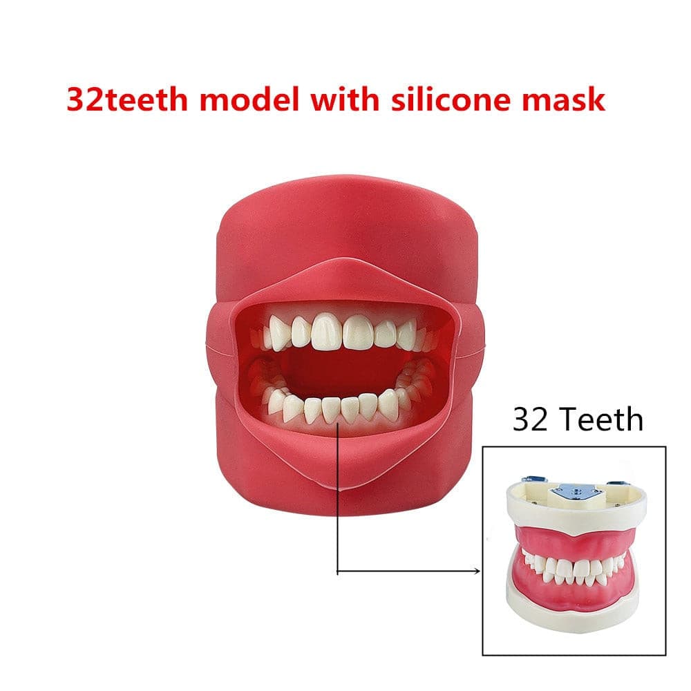 modelo simulador dental