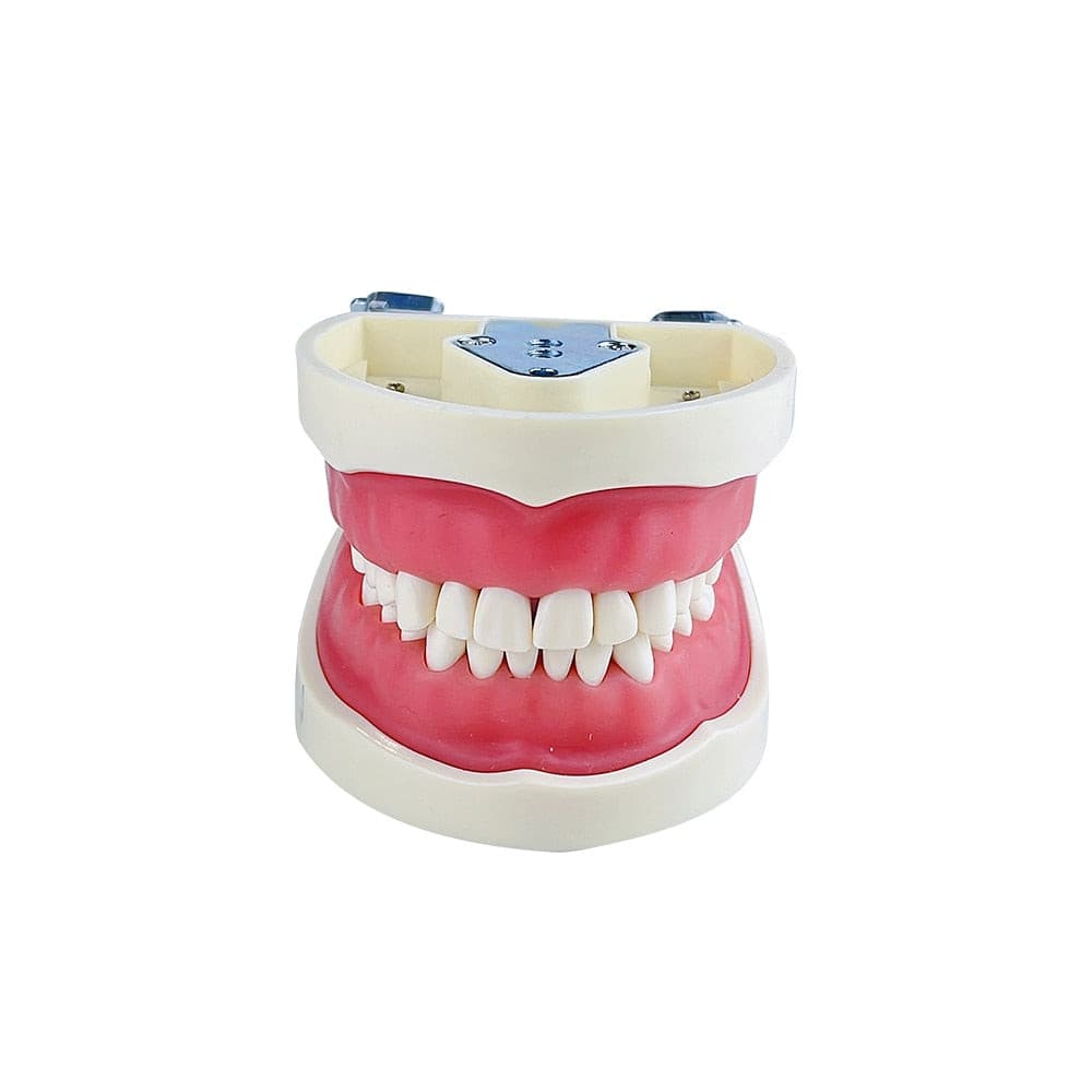 modelo simulador dental