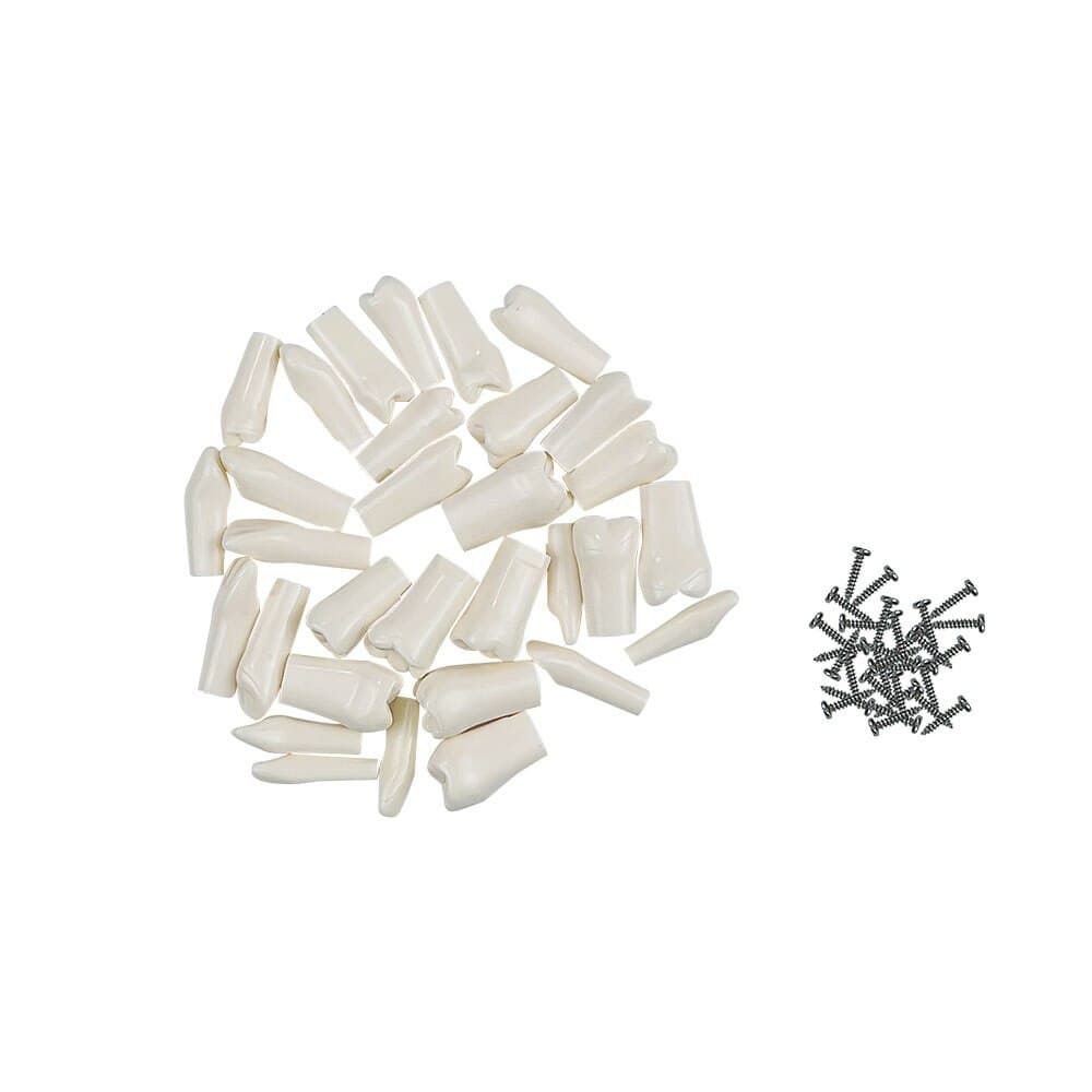 modelo simulador dental