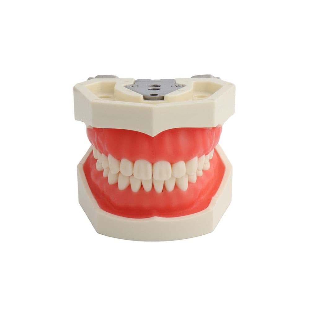modelo simulador dental