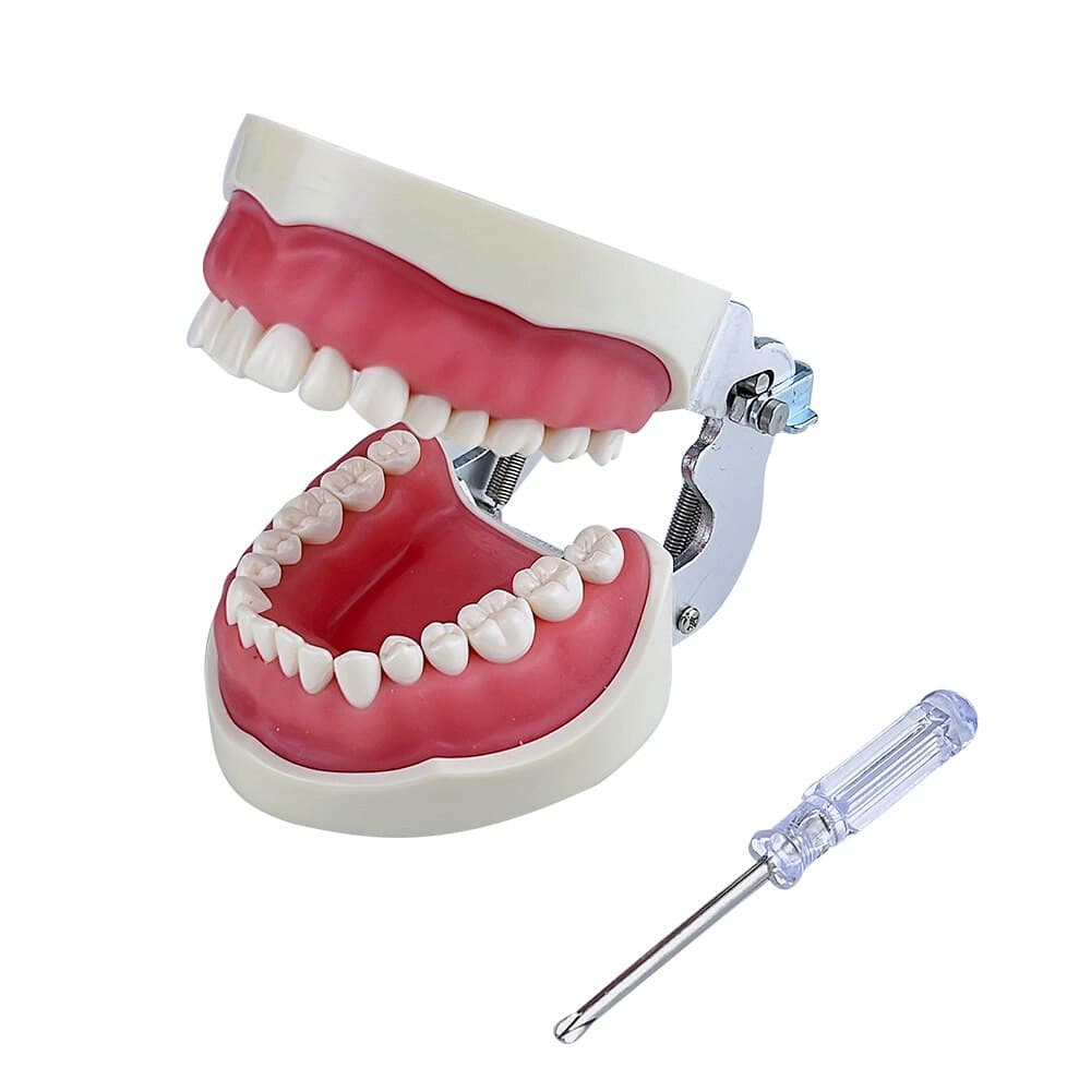 modelo simulador dental