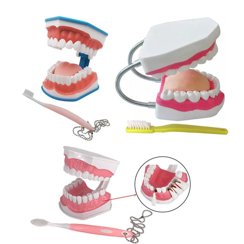 modelo dental