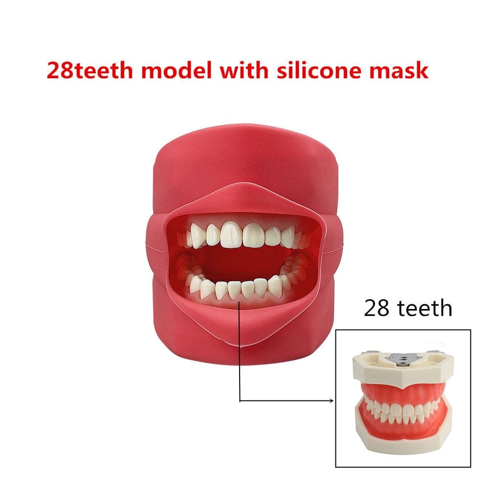 modelo simulador dental