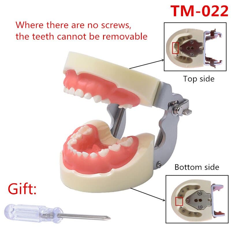 modelo dental