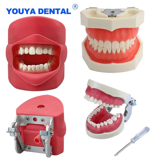 modelo simulador dental